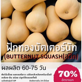 เมล็ดพันธุ์ ฟักทองบัตเตอร์นัท(สวีท) Butternut Squash ฟักทองบัตเตอร์นัท ฟักทอง