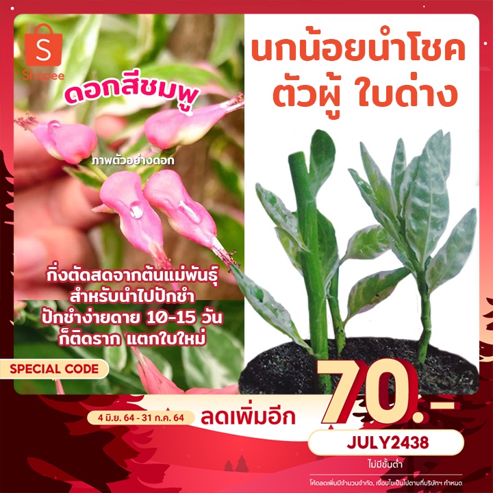 ต้นนกน้อยนำโชค พันธุ์ตัวผู้ #ใบด่าง ดอกชมพู กิ่งสำหรับนำไปปักชำ