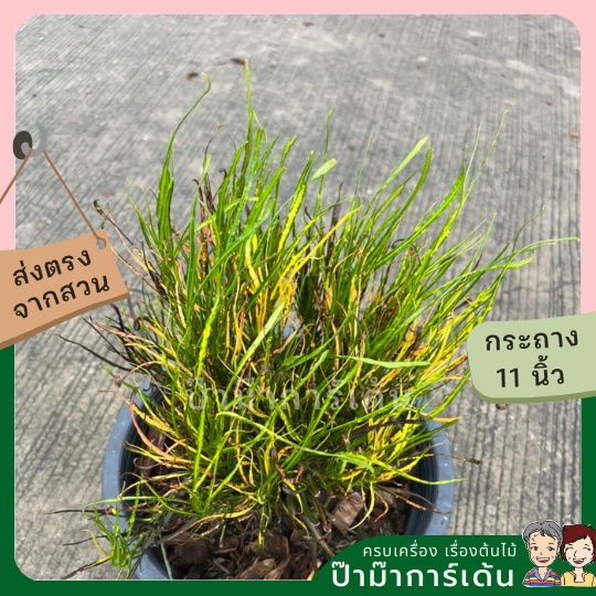 มุมมอง 3