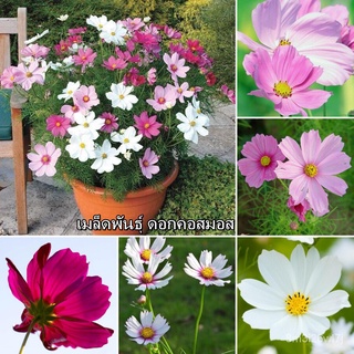 （เมล็ดพันธุ์ ถูก คละ）ของแท้ 100% พร้อมสต็อก เมล็ดพันธุ์ ดอกคอสมอส Cosmos Seeds 100pcs เมล็ดพันธุ์ บอนสี เมล็ดดอกไ IYTZ