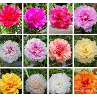 REAL LIVE PLANT PORTULACA JAPANESE ROSE CUTTING RANDOMLY PICK KERATAN BUNGA ROS JEPUN (MIX COLOR &amp; SPECIES) READY STOCK苹