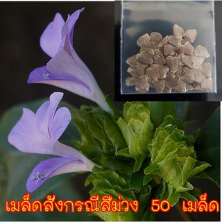 เมล็ดสังกรณีสีม่วง ชื่อวิทยาศาสตร์ Barleria strigosa Willd. สมุนไพรไทย 50 เมล็ด