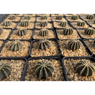 LB2178 แท้ 100% cactus ฟอร์มสวย Gymnocalycium mihanovichii LB2178 Agua Dulce