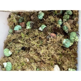สแฟกนั่มมอส sphagnum moss สด ขนาด 1 กก.
