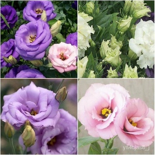 （อัตราการปลูกสูง）20เมล็ด Eustoma Grandiflorum Flower Seeds  เมล็ดพันธุ์ เป็นไม้พุ่ม ดอกสีสันสวยงาม เมล็ดดอกไม้สวย บอนไซ