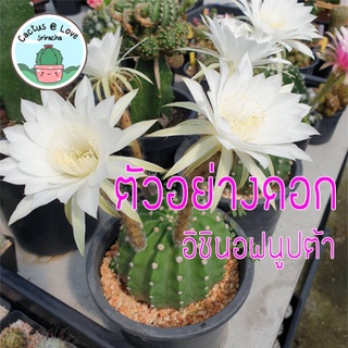 ิอิชินอฟนูฟต้า Echinopsis subdenudata Cactus แคคตัส กระบองเพชร