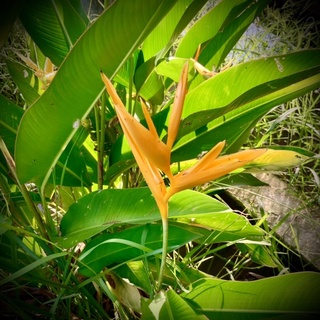 Bird of paradise สีเหลือง ขายเป็นเหง้า