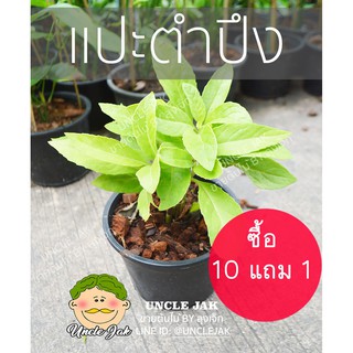 แปะตำปึง สมุนไพรจักรนารายณ์ แปะตำปึงใบยาว ซื้อ 10 แถม 1  ปลูกเป็นผักได้ เป็นต้นสมุนไพรได้