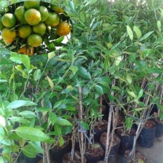 ต้นส้มโชกุน ขนาดสูง 50-60 ซม. (1ต้น) ราคา 220 บาท