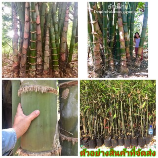 (1ต้น) (ขาย ต้นพันธุ์) ต้น ไผ่ ไผ่ยักษ์น่าน ไผ่ยักษ์  ไผ่ใหญ่ ( Dendrocalamus giganteus – Yak Nan ) บ้านสวนเก็บตะวัน