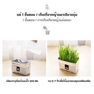 [มือใหม่ก็ปลูกได้ ] แบบถุงปลูกง่ายแค่เติมน้ำ ต้นอ่อนข้าวสาลี ออแกนิกส์ ต้นอ่อนข้าวสาลี หญ้าเเมว หญ้าเเมว สำหรับสัตว์เลี้