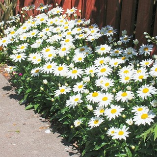 เมล็ดพันธุ์ ดอกเดซี่ สีขาว 500 เมล็ด White Daisy Silver Princess Seed เมล็ดพันธุ์แท้ ปลูกง่าย ไม่กลายพันธุ์