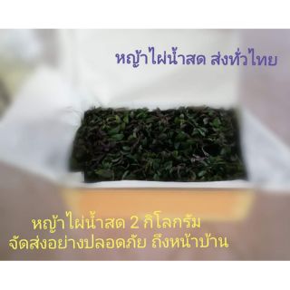 หญ้าไผ่น้ำอินทรีย์​ 2​ กิโลกรัม​ ตัดสดสำหรับนำไปต้ม