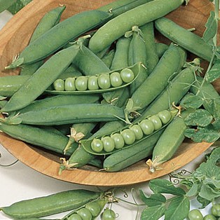 ถั่วลันเตาหวาน ถูกที่สุด10 บ. เมล็ดพันธุ์ถั่วลันเตา 5 เมล็ด☘️ปลูกง่ายขึ้นไวใส่ผักสลัดอร่อย