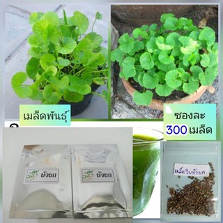 🍀🍀(ซื้อ 3 แถม 1)เมล็ดพันธุ์บัวบก ชุด 500เมล็ด 50บาท