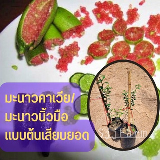 พร้อมจัดส่ง เรดเชมเปญ ต้นพันธุ์มะนาวคาเวียร์ (มะนาวนิ้วมือ ) ต้นเสียบยอด สูง 30-35 ซม.รสชาติเปรี้ยว เหมือนมะนาวทั่วไป