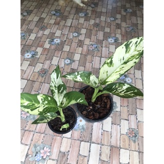 เทพนิมิตร ต้นเทพนิมิตรไม้ด่างธรรมชาติDieffenbachia seguine