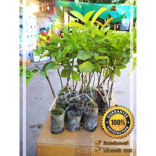 🌰2ต้น**ต้นมะดัน ต้นพันธุ์เสียบยอดสูง 40-50 ซม. ปลูกง่าย 1-2 ปีติดผล พร้อมจัดส่ง ผลมีสรรพคุณเยอะ🎄🌲