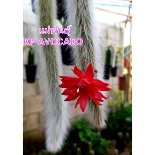 หางลิง แคสตัส monkey  Tail cactus ตัดสดสำหรับชำหรือกราฟ พันธุ์ขนยาว มีพร้อมส่ง มีเก็บปลายทาง ส่งแบบเปลือยราก