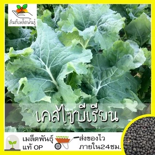 เมล็ดพันธุ์ ชุดคะน้าเคล ขายดีที่สุด ปลูกกินก็ได้ ปลูกขายก็ดี โตไว พร้อมส่ง เคลใบหงิก/เคลลาชินาโต/เคลแดงรัสเซีย/เคลไดโน