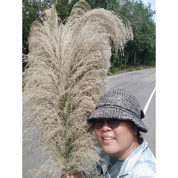 ขายเมล็ด​พันธ์​ุดอกเลา1ชุด​50​บาท​บรรจุ​ราว​1000​เมล็ด​