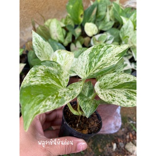 พลูหินอ่อนหรือพลูราชินีหินอ่อน (Marble Queen) พร้อมกระถาง 3 นิ้ว