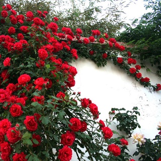 25เมล็ด เมล็ดกุหลาบ อังกฤษ พันธุ์เลื้อย สีแดง กุหลาบหนู Rose seeds