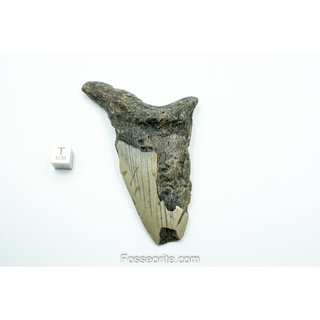 [อายุกว่า 20 ล้านปี!] #M16 ฟอสซิล ฟันฉลามยักษ์ Megalodon Fossil Tooth ขนาด 4.11" หนัก 83.7g จาก USA