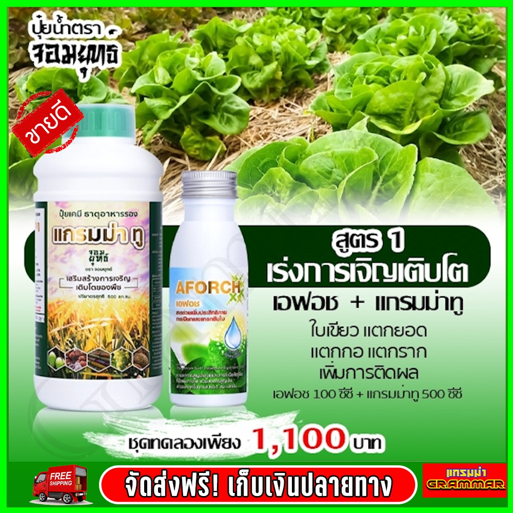 แกรมม่าทู ( 500 ซีซี ) ปุ๋ยน้ำแกรมม่าทู + เอฟอช Aforch ( 100 ซีซี ) สารจับใบ ของแท้ 100% [ ส่งฟรี เก็ยเงินปลายทาง ]