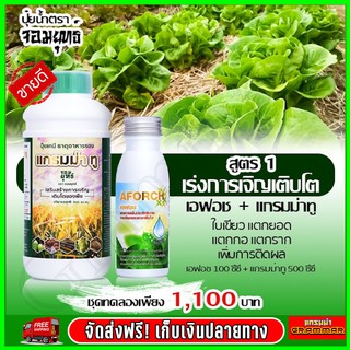 🔥🔥  ชุดสุดคุ้ม 🔥🔥  แกรมม่าทู ปุ๋ยน้ำแกรมม่าทู + เอฟอช Aforch สารจับใบ ของแท้ 100% [ ส่งฟรี  ]