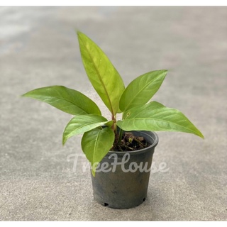 โชคเก้าชั้น กระถาง 6 นิ้ว / Anthurium ‘Renaissance’ pot 6