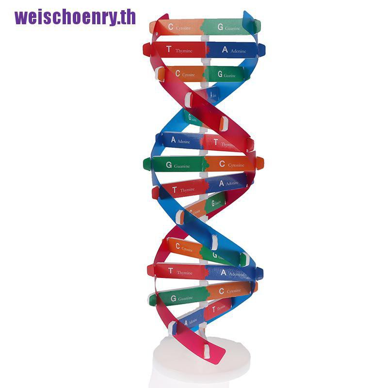 Weischoenry♥โมเดลของเล่นวิทยาศาสตร์ DNA Double Helix เสริมการเรียนรู้เด็ก