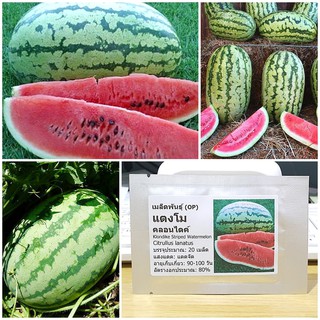 เมล็ดพันธุ์ แตงโม คลอนไดค์ (Klondike Striped Watermelon Seed) บรรจุ 20 เมล็ด คุณภาพดี ของแท้ 100%