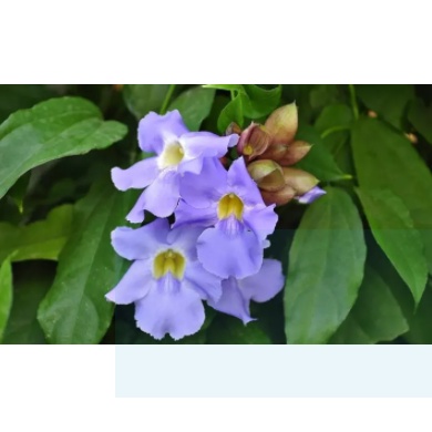 สมุนไพรบำรุงไต ลดอาการบวมน้ำ ปวดข้อ ปวดเมื่อย - ช่วยบำรุงไต ขับปัสสาวะ ลดอาการบวมน้ำ  ลดกรดยูริค - รูปที่ 2