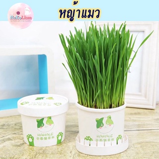 หญ้าแมว ไม่ใช้ดิน ใช้ขุยมะพร้าว หญ้าน้องแมว Cat Grass