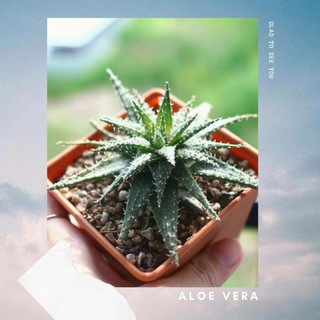 Aloe vera ว่านหางจระเข้แคระ Succulents