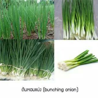 เมล็ดพันธุ์ต้นหอมแบ่งประมาณ600เม็ด40บาท