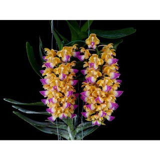 กล้วยไม้กุหลาบเหลืองโคราช   Aerides houlletiana Rchb.f.