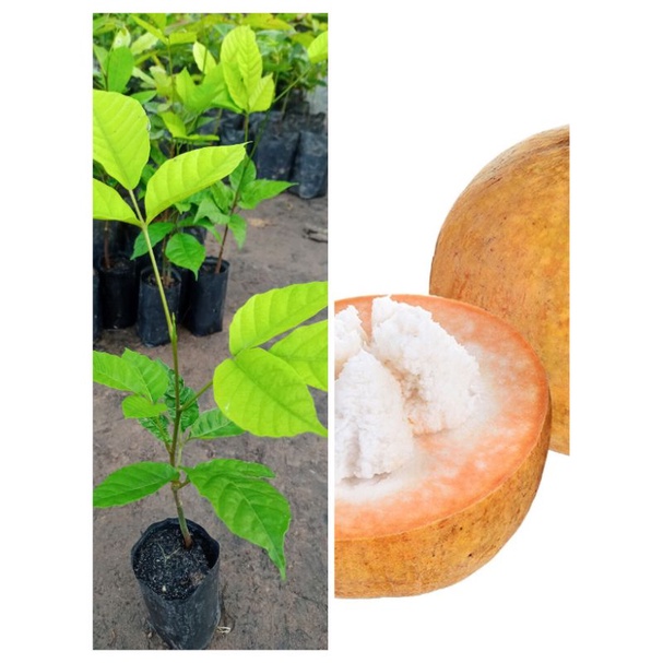 ต้นกระท้อนปุยฝ้าย สูง 25-30 เซนติเมตร แบบเพาะเม็ด