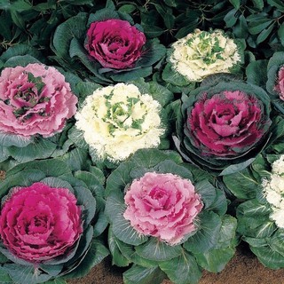 เมล็ดพันธุ์ ปูเล่ประดับคละสี (Osaka Series Mix Ornamental Cabbage Seed) บรรจุ 20 เมล็ด ของแท้ 100%