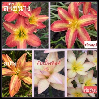 บัวดิน บัวดินสีส้ม5สีให้เลือก(ขนาดหัวให้ดอก)แยกสีให้ หัวบัวดิน ไม้คลุมดิน