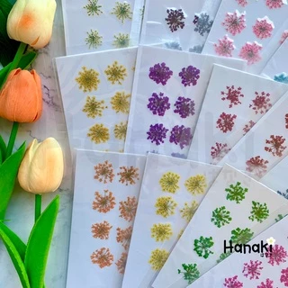 【พร้อมส่ง】ดอกเอมิมาจัสทับแห้ง (Ammi majus, Lace) ดอกไม้ทับแห้ง ดอกไม้จริงทับแห้ง Pressed Flowers💐