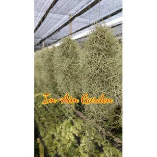 !!!!(สินค้ามีพร้อมส่ง)!!....เคราฤาษีแบบกิโล แบบมีลวดแขวนและไม่มีลวดแขวน