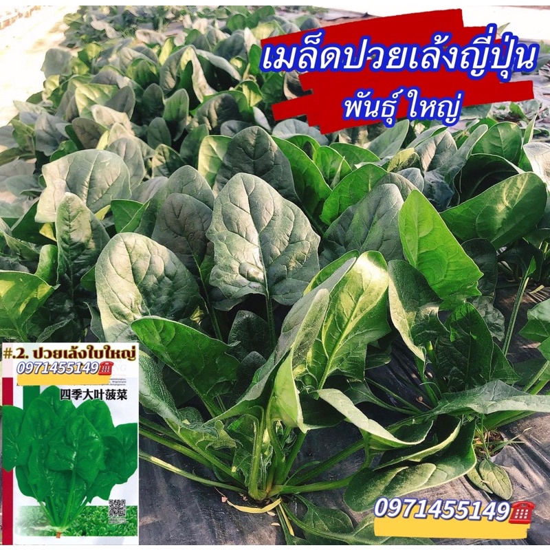 เมล็ดปวยเล้ง ปวยเล้งญี่ปุ่น พันธุ์ ใบใหญ่ บรรจุ400เมล็ด) สายพันธุ์ OP