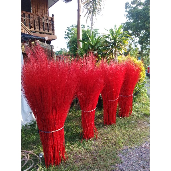 หญ้าขัดมอญพ่นตกแต่งสวน - รูปที่ 5