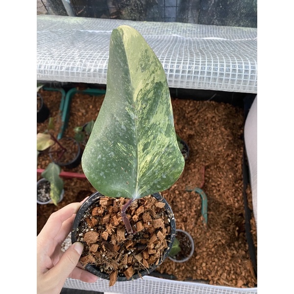 philodendron red emerald variegated
