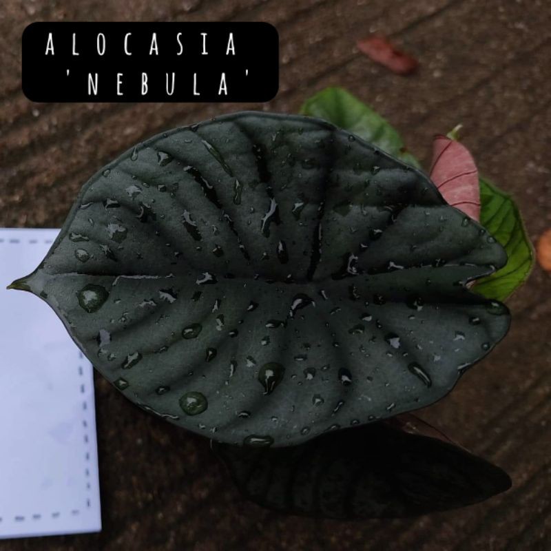 Alocasia nebula หนังช้าง🐘
