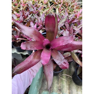 Neo Purple star ยังไม่เต็มฟอร์ม#ต้นสับประรดสี#สับปะรดสี##bromeliad# ต้นไม้สวยงาม# ไม้ประดับ# ตกแต่งสวน