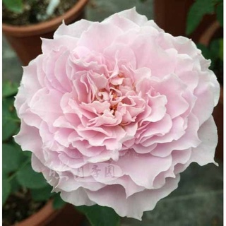 30 เมล็ด กุหลาบ Double Happiness Rose Seeds ดอกใหญ่ นำเข้าพร้อมคู่มือ