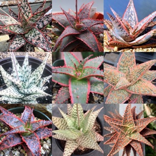 HOT❗️เมล็ดพันธุ์ ไม้อวบน้ำ “Aloe hybrid” (10เมล็ด)